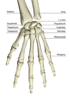 手 人体解剖学 手根骨 の画像素材 イラスト Cgの写真素材ならイメージナビ