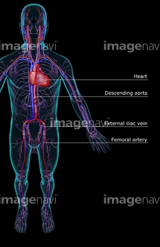 血液 血管 全身 動脈 英語 言語 Medicalrf Com の画像素材 イラスト Cgの写真素材ならイメージナビ