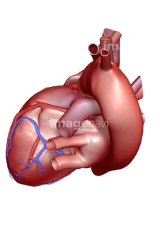 医療 福祉向け 身体パーツcg 臓器心臓 の画像素材 イラスト Cgのcg素材ならイメージナビ