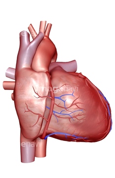 医療 福祉向け 身体パーツcg 臓器心臓 の画像素材 イラスト Cgのcg素材ならイメージナビ