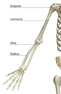 手首 人体解剖学 橈骨 英語 言語 の画像素材 イラスト Cgの写真素材ならイメージナビ