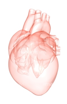 医療 福祉向け 身体パーツcg 臓器心臓 の画像素材 イラスト Cgのcg素材ならイメージナビ