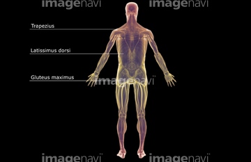 筋肉 全身 下半身 英語 言語 Medicalrf Com の画像素材 イラスト Cgの写真素材ならイメージナビ