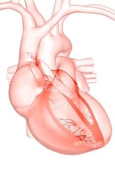 医療 福祉向け 身体パーツcg 臓器心臓 の画像素材 イラスト Cgのcg素材ならイメージナビ