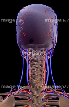 人体 後頭部 骨 Medicalrf Com の画像素材 イラスト Cgの写真素材ならイメージナビ