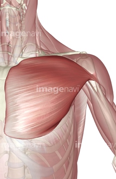 イラスト 上半身 人体解剖学 筋肉 大胸筋 の画像素材 イラスト Cgのイラスト素材ならイメージナビ