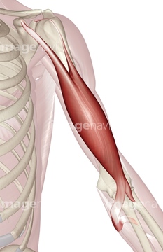 イラスト 上半身 人体解剖学 筋肉 上肢の筋肉 の画像素材 イラスト Cgのイラスト素材ならイメージナビ