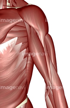 イラスト 上半身 人体解剖学 筋肉 上肢の筋肉 の画像素材 イラスト Cgのイラスト素材ならイメージナビ