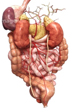 人体 動脈 膵臓 腎臓 生殖器 Medicalrf Com の画像素材 イラスト Cgの写真素材ならイメージナビ