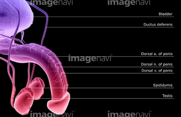 男性器 の画像素材 イラスト Cgの写真素材ならイメージナビ