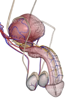 男性器 人体解剖学 の画像素材 イラスト Cgの写真素材ならイメージナビ
