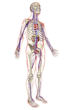 血液 血管 全身 Medicalrf Com の画像素材 イラスト Cgの写真素材ならイメージナビ