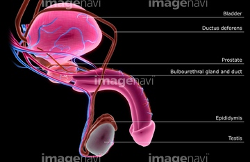男性器 の画像素材 イラスト Cgの写真素材ならイメージナビ