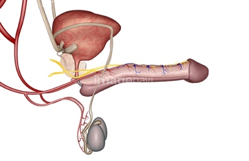 勃起 の画像素材 人物 イラスト Cgの写真素材ならイメージナビ
