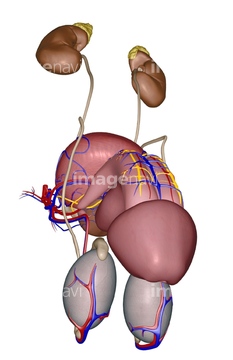 男性器 の画像素材 イラスト Cgの写真素材ならイメージナビ