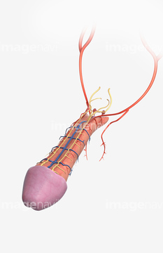 男性器 の画像素材 イラスト Cgの写真素材ならイメージナビ