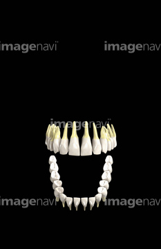 歯 犬歯 の画像素材 陸の動物 生き物の写真素材ならイメージナビ