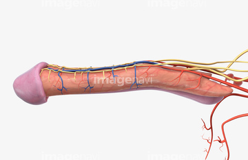 男性器 の画像素材 イラスト Cgの写真素材ならイメージナビ