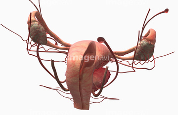 女性器 人体解剖学 の画像素材 イラスト Cgの写真素材ならイメージナビ