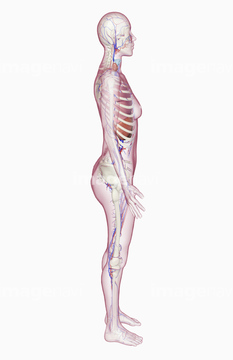 人体 筋肉 女性 Medicalrf Com の画像素材 ライフスタイル イラスト Cgの写真素材ならイメージナビ