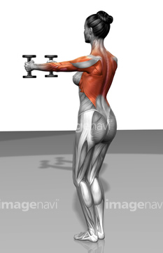 人体 筋肉 女性 背中 Medicalrf Com の画像素材 ライフスタイル イラスト Cgの写真素材ならイメージナビ