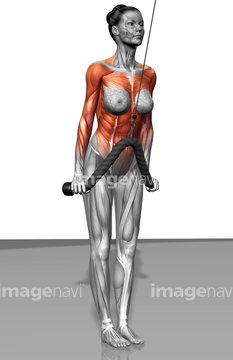 人体 背中 大胸筋 女 Medicalrf Com の画像素材 ライフスタイル イラスト Cgの写真素材ならイメージナビ