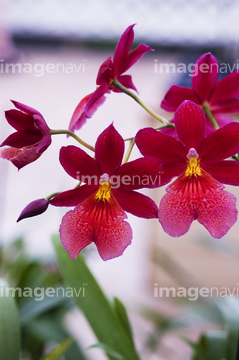 デンドロビウム の画像素材 花 植物の写真素材ならイメージナビ