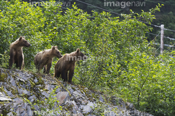 熊 立つ ツキノワグマ かわいい ロイヤリティフリー の画像素材 陸の動物 生き物の写真素材ならイメージナビ