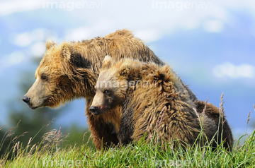 クマ ヒグマ かわいい 後ろ向き の画像素材 陸の動物 生き物の写真素材ならイメージナビ