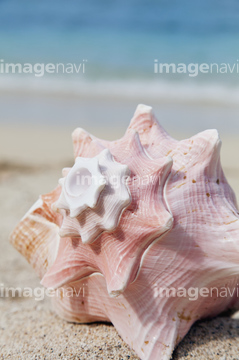 生き物 海の動物 貝 海外 綺麗 の画像素材 写真素材ならイメージナビ