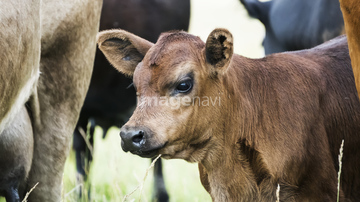 仔牛 かわいい の画像素材 家畜 生き物の写真素材ならイメージナビ