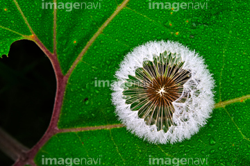 タンポポ 葉脈 の画像素材 葉 花 植物の写真素材ならイメージナビ