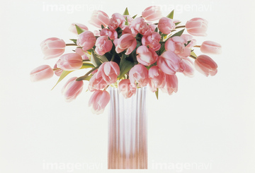 チューリップ 生け花 フラワーアレンジメント の画像素材 花 植物の写真素材ならイメージナビ