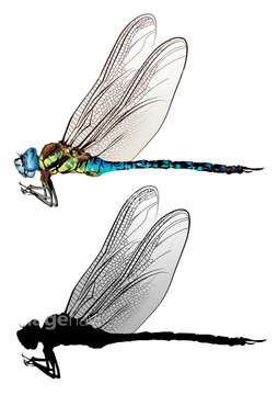 トンボ オニヤンマ の画像素材 虫 昆虫 生き物の写真素材ならイメージナビ