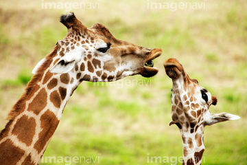 キリン の画像素材 陸の動物 生き物の写真素材ならイメージナビ