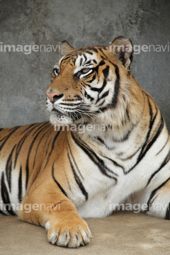 トラ 顔 横顔 の画像素材 陸の動物 生き物の写真素材ならイメージナビ