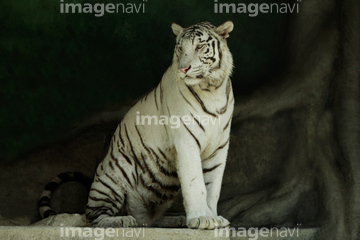 生き物 陸の動物 ライオン トラ ホワイトタイガー 座る の画像素材 写真素材ならイメージナビ