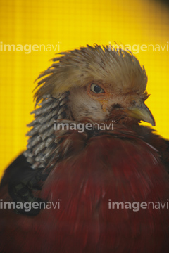 キジ キジの仲間 の画像素材 鳥類 生き物の写真素材ならイメージナビ