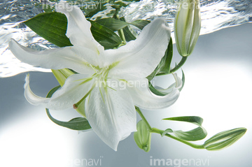 カサブランカ ユリ 綺麗 の画像素材 花 植物の写真素材ならイメージナビ