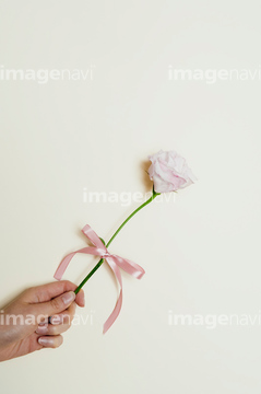 薔薇 手 片手 の画像素材 花 植物の写真素材ならイメージナビ