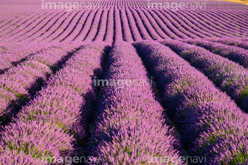 花 植物 花 花畑 ヨーロッパ フランス 紫色 の画像素材 写真素材ならイメージナビ