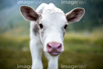 仔牛 かわいい の画像素材 家畜 生き物の写真素材ならイメージナビ