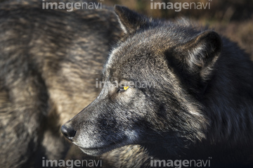 狼 横顔 の画像素材 生き物 イラスト Cgの写真素材ならイメージナビ 狼 横顔 の画像素材 生き物 イラスト Cgの写真素材ならイメージナビ