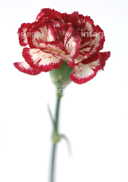 カーネーション ドヌーブ の画像素材 花 植物の写真素材ならイメージナビ