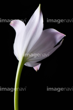 特集 Favorite Flowers 百合 ナチュラル の画像素材 花 植物の写真素材ならイメージナビ