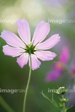 コスモス がく 花の部分 の画像素材 花 植物の写真素材ならイメージナビ