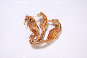 タツノオトシゴ 漢方薬 の画像素材 健康食品 美容 健康の写真素材ならイメージナビ