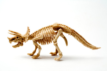 恐竜 骨 トリケラトプス の画像素材 生き物 イラスト Cgの写真素材ならイメージナビ