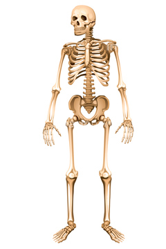 人体 イラスト 全身 骸骨 の画像素材 イラスト Cgのイラスト素材ならイメージナビ