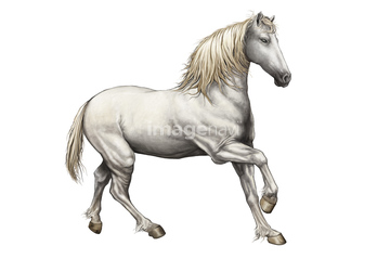 すべての動物の画像 綺麗な白馬 馬 イラスト